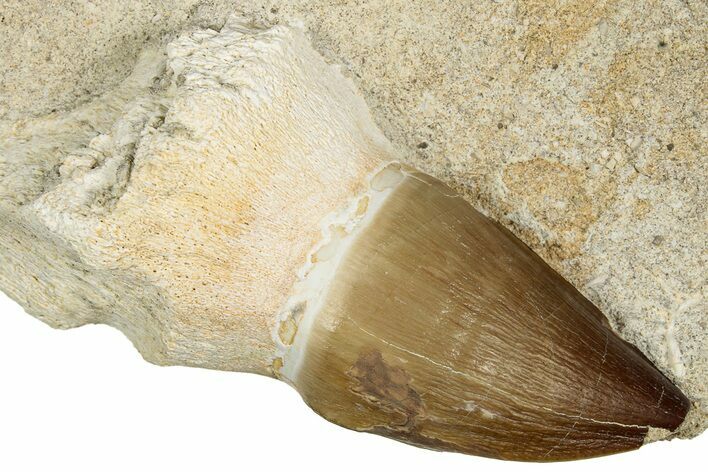 Rooted Mosasaur (Thalassotitan) Tooth in Rock - Morocco #336377